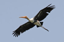 Anawilundawa (Sri Lanka)