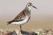 Nome, Alaska (USA) - ssp. tschuktschorum