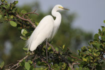 Kalametiya (Sri Lanka)