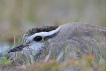 Varanger (Norwegen)