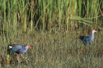 Kalametiya (Sri Lanka)