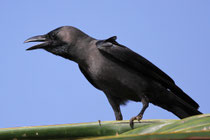 Glanzkrähe