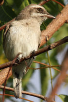 Kalametiya (Sri Lanka)