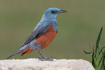 Östliche Blaumerle