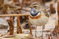 Rottenschwil (Schweiz) 