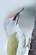 Kussharo, Hokkaido (Japan) - ssp. jessoensis