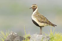 Snæfellsnes (Island)