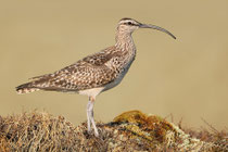 Borstenbrachvogel