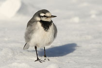 Karuizawa (Japan) - Motacilla alba ocularis