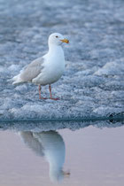 Nome, Alaska (USA)
