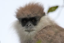 T. v. monticola im Bergland - "Bear Monkey" - Horton Plains (Sri Lanka)