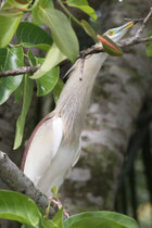 Kalametiya (Sri Lanka)