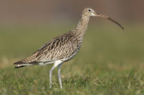 Grosser Brachvogel
