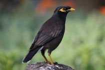 Nuwara Eliya (Sri Lanka)