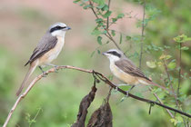 Negombo (Sri Lanka) - Philippinen-Braunwürger, ssp. Lanius cristatus lucionensis