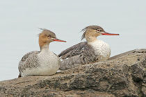 Reykjanes (Island)