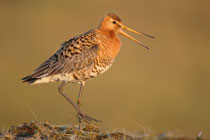 Thingvellir Nationalpark (Island) - Isländische Uferschnepfe (Limosa limosa islandica)