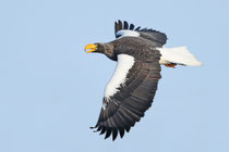 Riesenseeadler