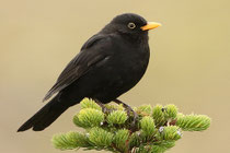 Amsel