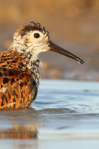 Barrow, Alaska (USA) - ssp. arcticola