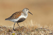 Barrow, Alaska (USA) - ssp. arcticola