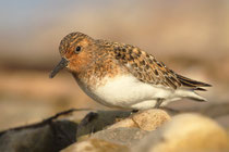 Sanderling