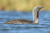 Sterntaucher