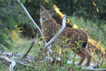 Luchs