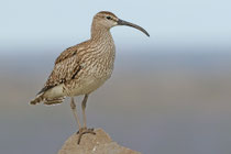 Snæfellsnes (Island)