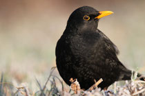 Amsel