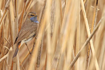 Döttingen (Schweiz)