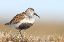 Barrow, Alaska (USA) - ssp. arcticola