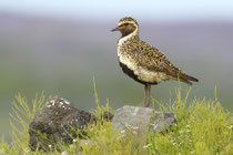 Snæfellsnes (Island)