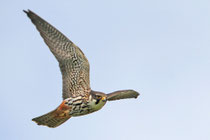 Baumfalke