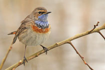 Döttingen (Schweiz)