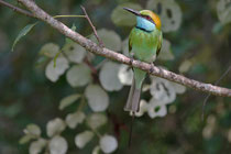 Kalametiya (Sri Lanka) - orientalis orientalis 