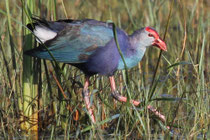 Purpurhuhn
