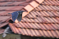 Negombo (Sri Lanka)