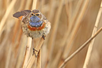 Döttingen (Schweiz)