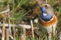 Rottenschwil (Schweiz)