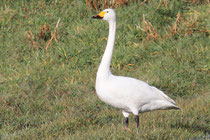 Zwergschwan