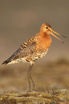 Thingvellir Nationalpark (Island) - Isländische Uferschnepfe (Limosa limosa islandica)
