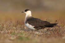 Snæfellsnes (Island)