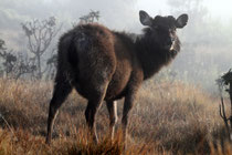 Sambar