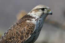 Würgfalke
