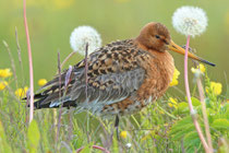 Snæfellsnes (Island) - Isländische Uferschnepfe (Limosa limosa islandica)