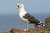 Snæfellsnes (Island)