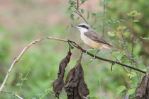 Negombo (Sri Lanka) - Philippinen-Braunwürger, ssp. Lanius cristatus lucionensis