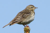Baumpieper