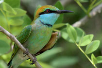 Kalametiya (Sri Lanka) - orientalis orientalis 